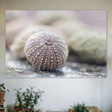 Seeigel, die an der Küste angespült werden