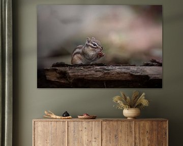 ground squirrel in warm colours by Lilian Photography