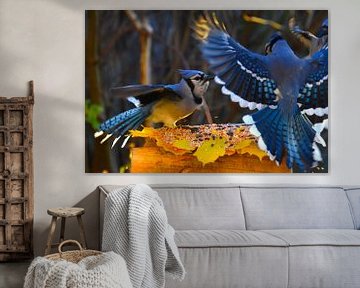 Blue jays at the garden feed by Claude Laprise