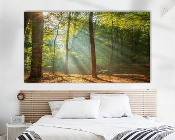 Sunbeams in the forest.