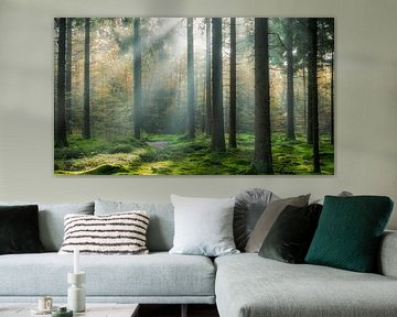 Sunbeams in the forest. by Hans Buls Photography
