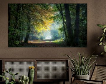 Beautiful light in the forest. by Hans Buls Photography