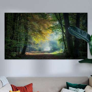 Prachtig lichtinval in het bos.