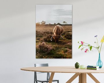 Landschap met Schotse Hooglander, Wilde koeien in Nederlandse Natuurgebieden van Linda Richtersz