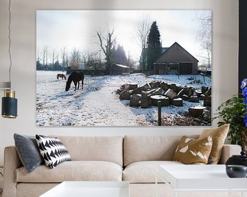 Horses in snowy meadow von Tommy Köhlbrugge