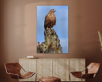 Arendbuizerd (Buteo rufinus) van Ronald Pol