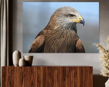 Black Kite (Milvus migrans) by Ronald Pol