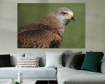 Black Kite (Milvus migrans) by Ronald Pol