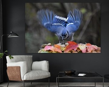 A blue jay at the garden feeder by Claude Laprise