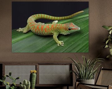 Madagascar Day Gecko (Phelsuma madagascariensis) by Ronald Pol