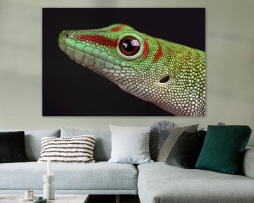 Madagascar Day Gecko (Phelsuma madagascariensis) by Ronald Pol
