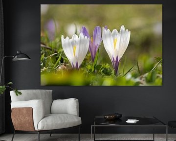 three white and purple spring crocus flowers in the grass, narro