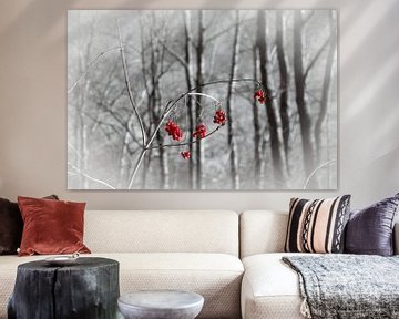 Red berries in winter by Marjan Janssen