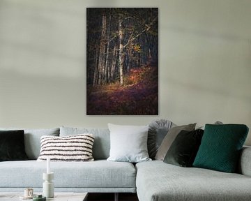 Autumn Woodland
