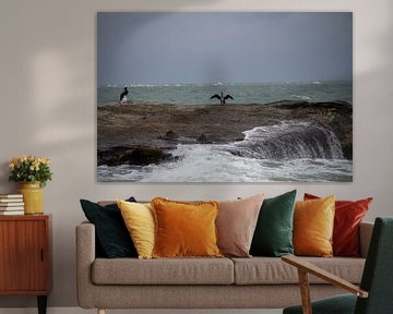 Aalscholvers op een rots van Fotografie door Jade