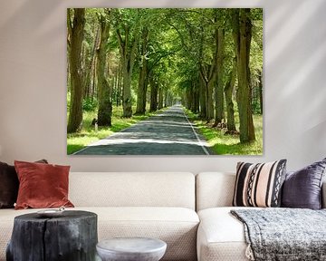 Prachtvolle Allee in der Uckermark
