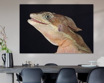 Helmbasilisk (Basiliscus basiliscus) von Ronald Pol