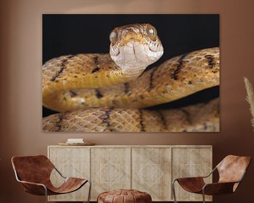 Braune Nachtbaumnatter (Boiga irregularis) von Ronald Pol