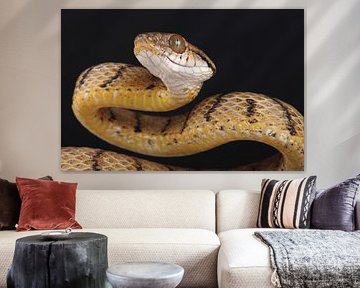 Braune Nachtbaumnatter (Boiga irregularis) von Ronald Pol
