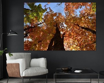 A maple forest in autumn by Claude Laprise