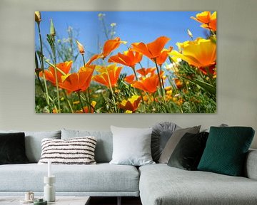 Sommerstimmung mit wilden orangefarbenen Blumen und blauem Himmel.