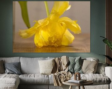 Yellow tulip bent down on oak table by Kees de Winter