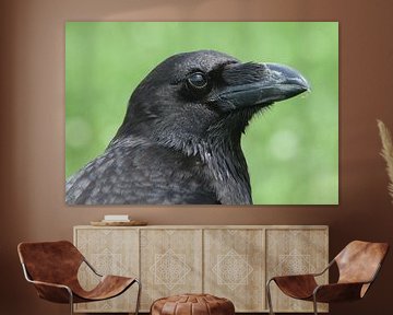 Raaf (Corvus corax) van Ronald Pol