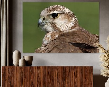 Sakervalk (Falco cherrug)