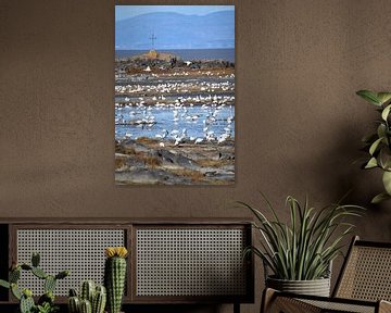 Snow geese on the river by Claude Laprise