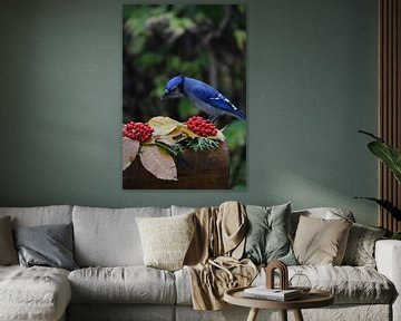 A blue jay in autumn by Claude Laprise