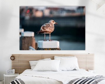 Close-up van een Meeuw Rust aan de Haven Vlissingen van Femke Ketelaar