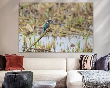 Eisvogel mit Fisch von Shirley Douwstra