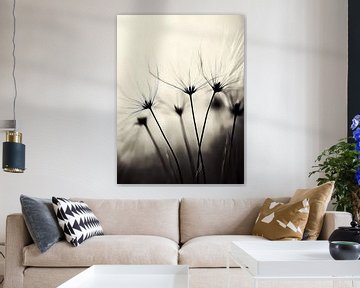 Zwart-witte paardenbloemen van haroulita