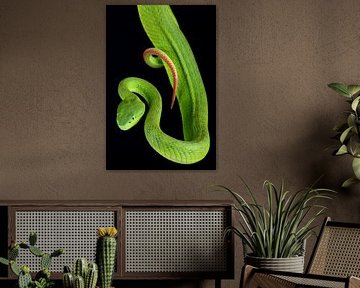 White-lipped Pitviper (Trimeresurus albolabris) by Ronald Pol