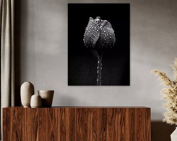 Zwart witte bloem van haroulita