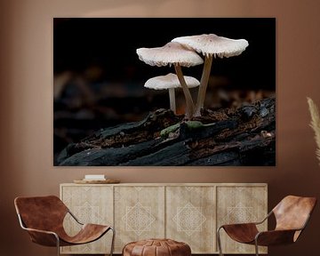 Helm Mycena’s van Lex van Doorn