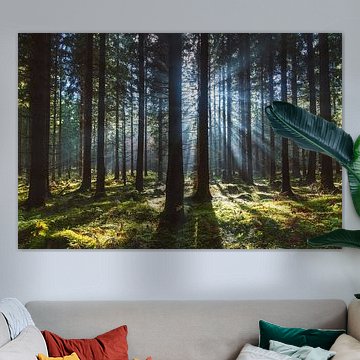 Forêt de contes de fées dans le brouillard