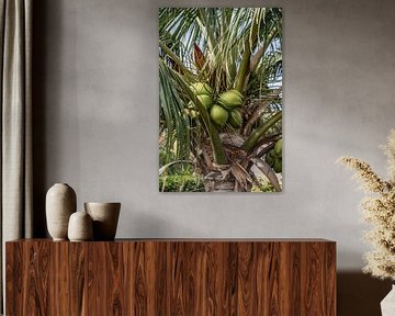 Cocotier des Caraïbes : Calme tropical à Curaçao sur Nicole Schmidt