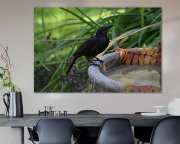 A bronze grackle in the garden by Claude Laprise