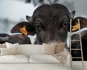 Intense Gaze of a Bull - Close-up Portrait - Buffalo by Femke Ketelaar