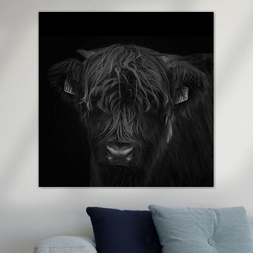 Schottischer Highlander