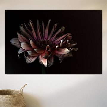 Donkere elegantie 05