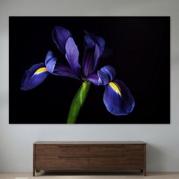 Donkere elegantie 06