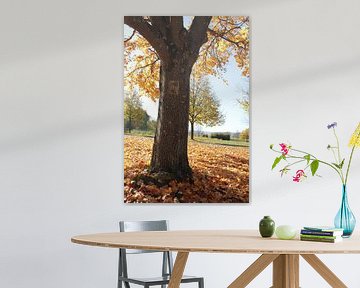 Herbstlicher Baum im Gegenlicht bei Bad Neustadt