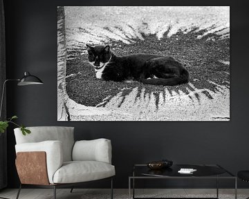 Katze Straßenstar | Lanzarote / Costa Teguise von Flatfield
