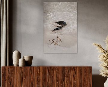 I love you | zeehonden op het strand | fine-art foto print van Elise van Gils