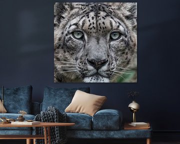 Snowleopard van Nicola Mathu