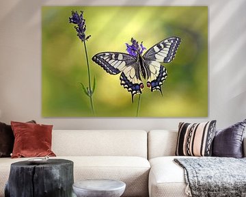 Swallowtail by Wiltrud Schwantz