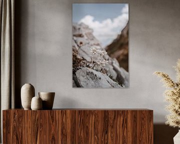 Edelweiss in the Dolomites in an earthy design