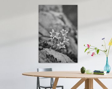 Edelweiss in de Dolomieten in zwart-wit van Leo Schindzielorz